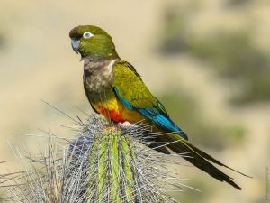 Патагонский попугай фото